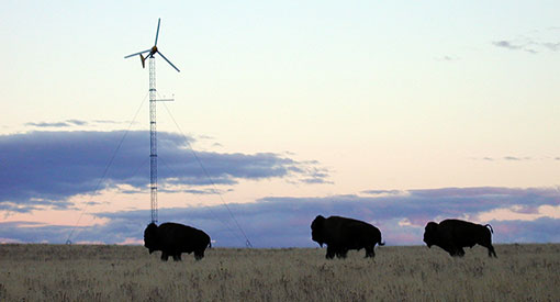 Bison walking in a field in front of wind turbines