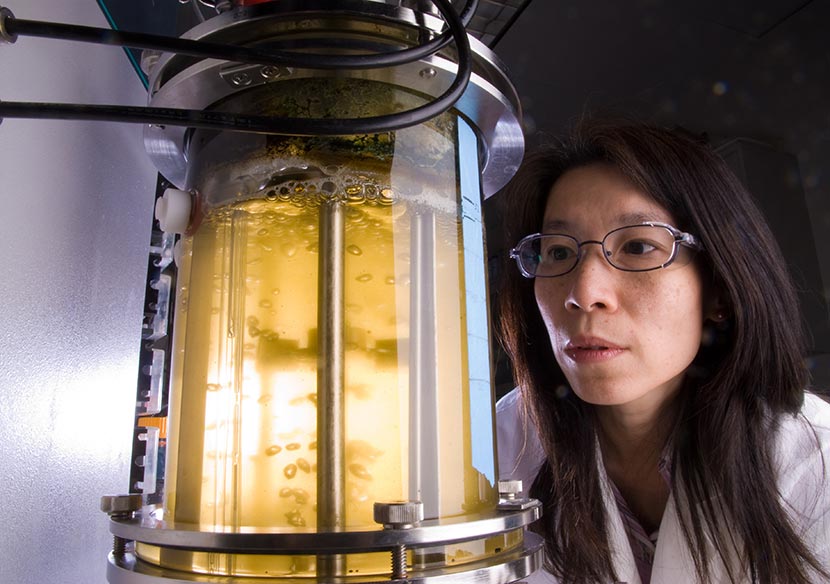 A photo of an NLR researcher studying microalgae as a potential source of biofuels.